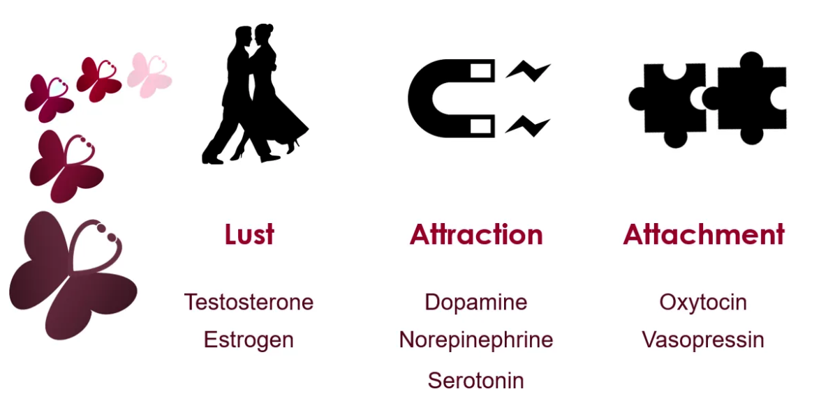 Demystifying The Science Behind Love - Science, Translated